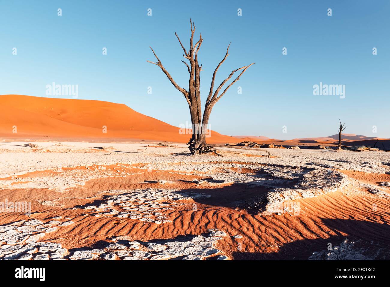 Tote Camelthorn Bäume bei Sonnenaufgang, Deadvlei, Namib-Naukluft National Park, Namibia, Afrika. Getrocknete Bäume in der Wüste Namib. Landschaftsfotografie Stockfoto