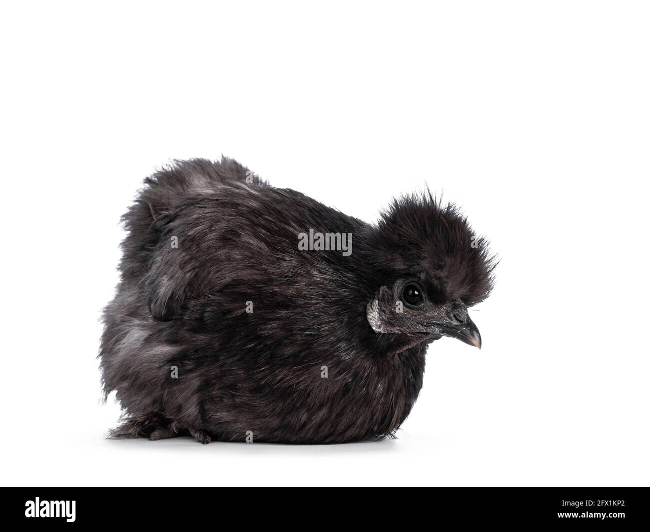 Junges blaues Silkie bantam-Huhn, flach auf dem Boden. Nach unten schauen. Isoliert auf weißem Hintergrund. Stockfoto