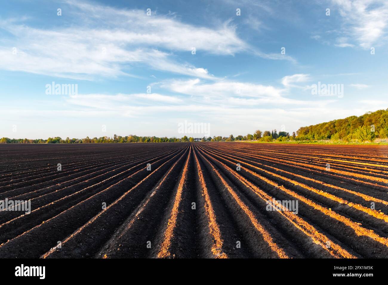 Landwirtschaftliche Feld mit geraden Reihen im Frühjahr. Kartoffeln anbauen. Blauer Himmel mit Wolken im Hintergrund Stockfoto