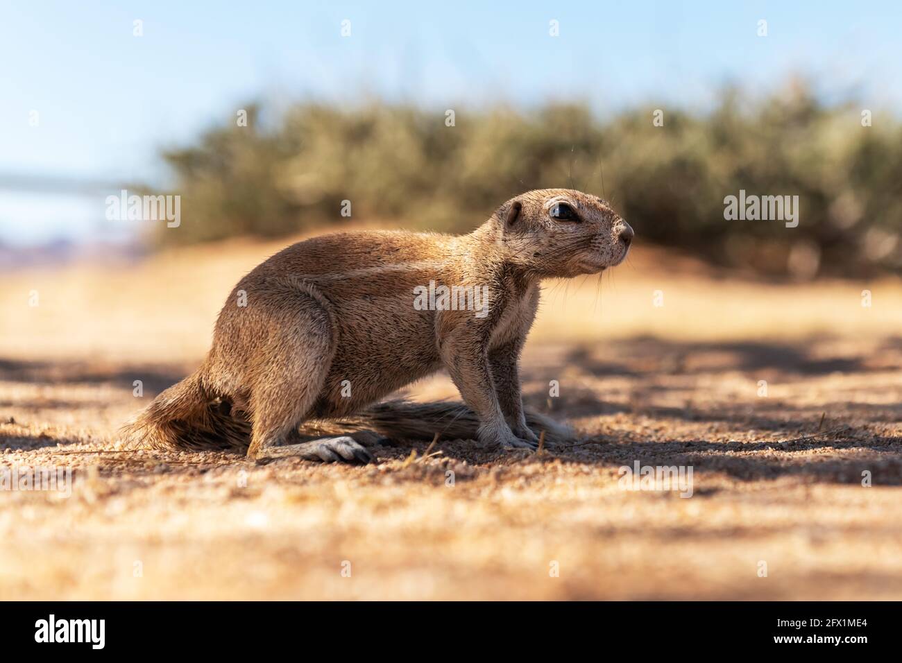 Afrikanische Bodenhörnchen in Namibia, Afrika. Wildtierfotografie Stockfoto