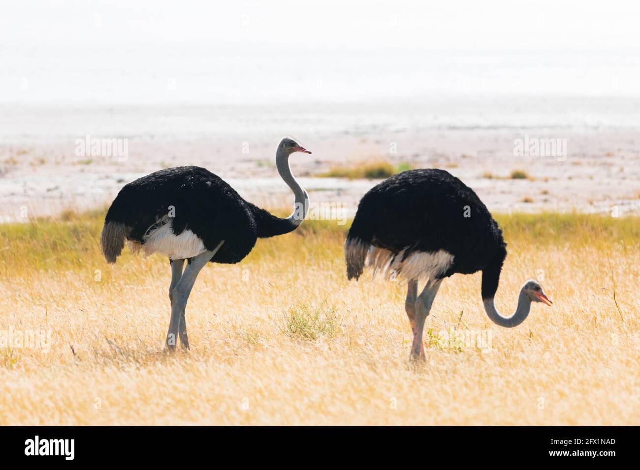 Straußenpaar steht auf trockenem gelben Gras der afrikanischen Savanne. Etosha Nationalpark, Namibia, Afrika. Wildtierfotografie Stockfoto