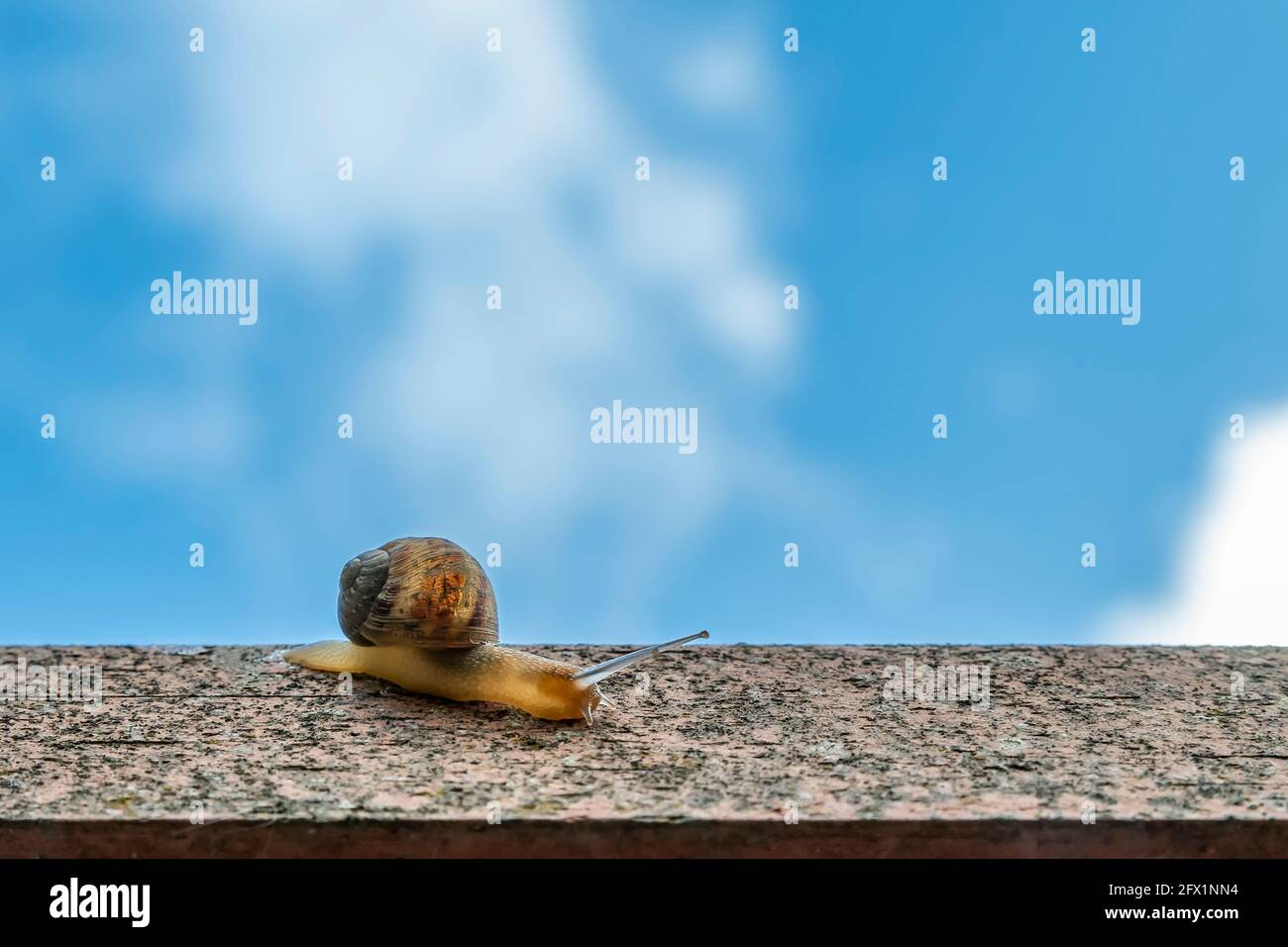 Eine schöne Schnecke bewegt sich langsam auf einer Betonwand entgegen Der blaue Himmel Stockfoto