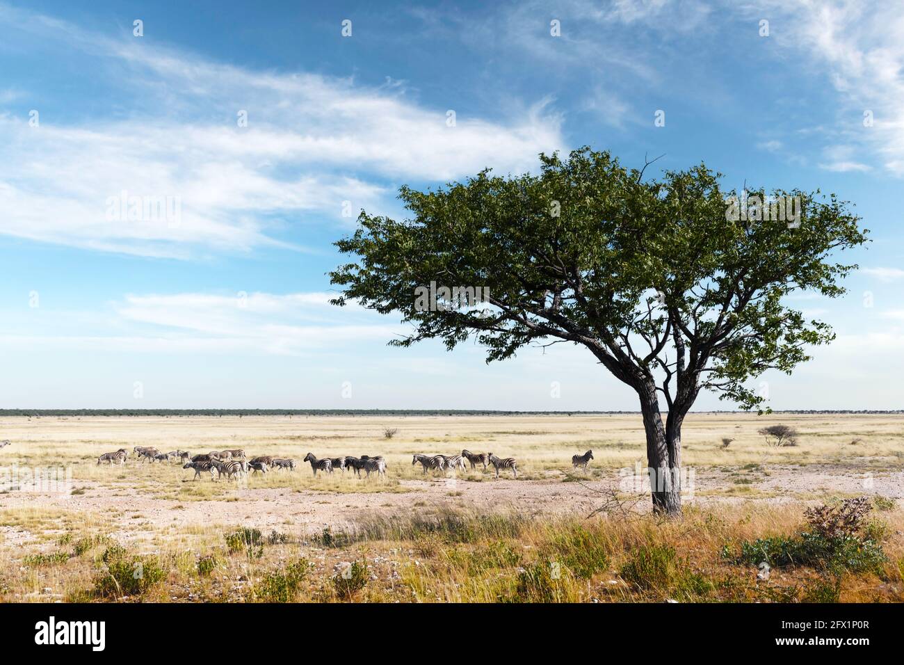 Afrikanische Ebenen Zebras Herde auf der trockenen braunen Savanne Grasland Browsing und Weiden. Blauer Himmel mit Wolken im Hintergrund. Wildtierfotografie Stockfoto