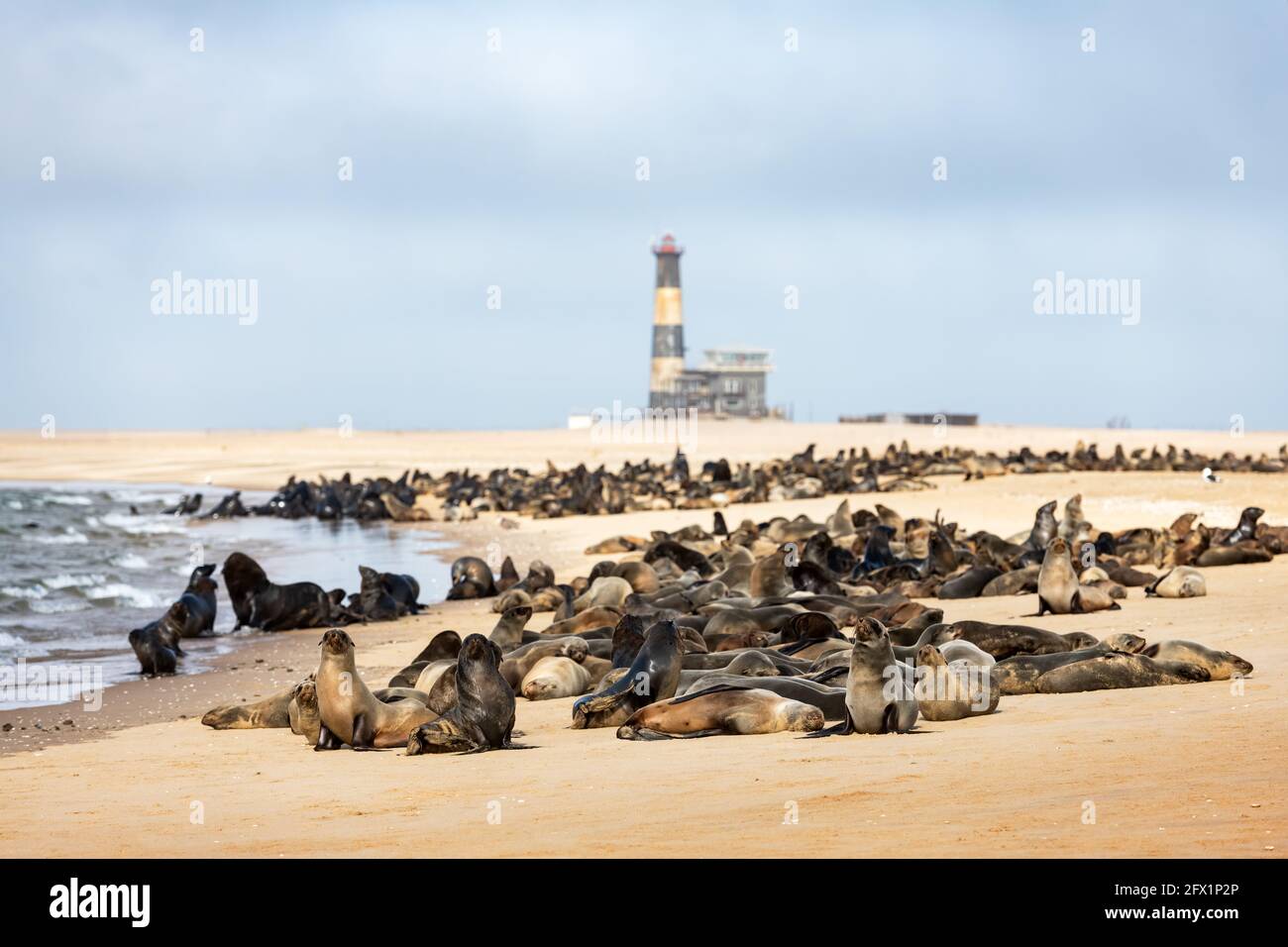 Pelzrobbenkolonie Genießen Sie die Hitze der Sonne an der Walvis Bay in der Nähe des Leuchtturms von Sandwich Harbour, Swacopmund, Namibia, Afrika. Wildtierfotografie Stockfoto