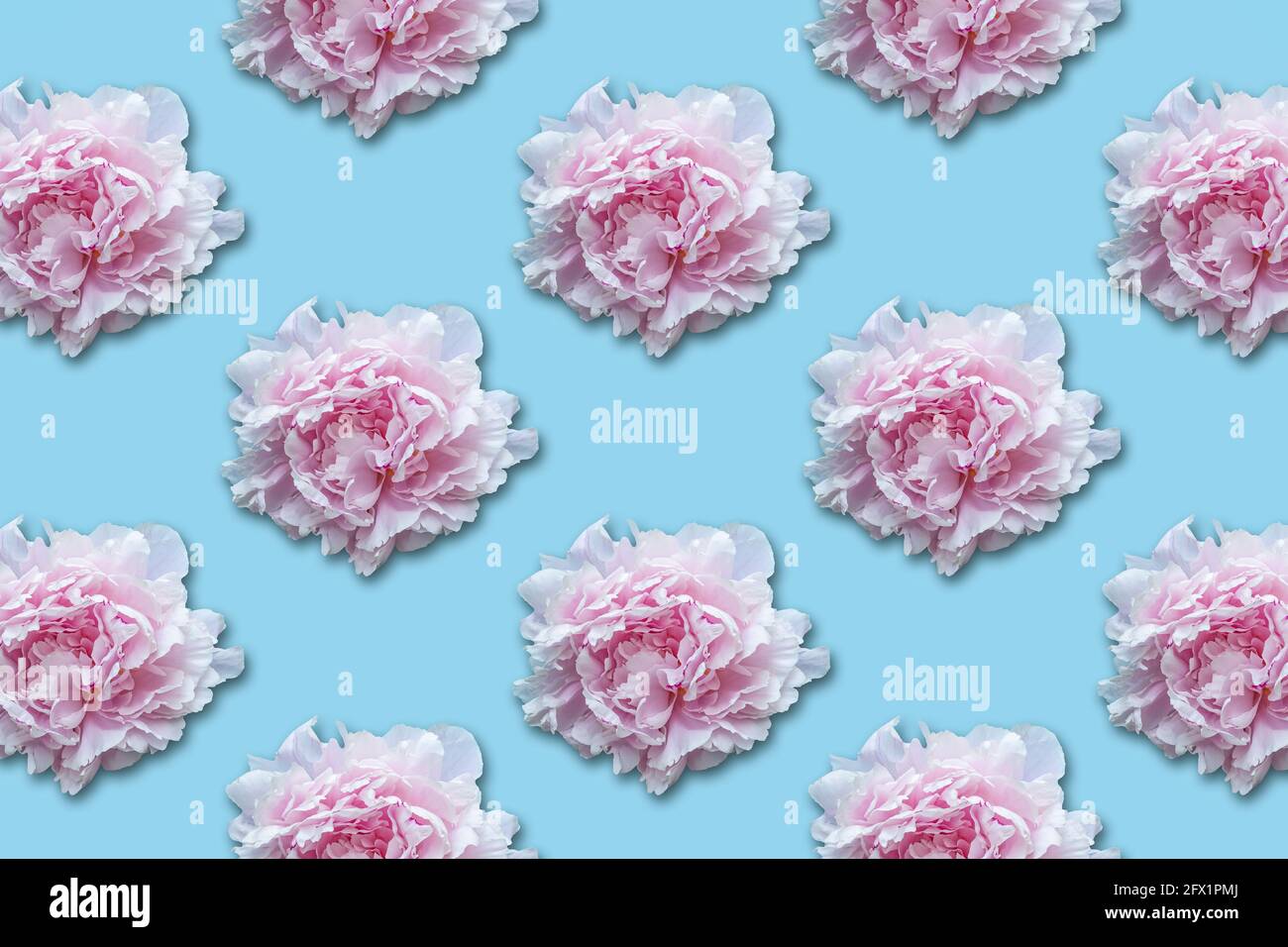 Rosa Pfingstrosen-Blumenmuster auf blauem Hintergrund. Stockfoto