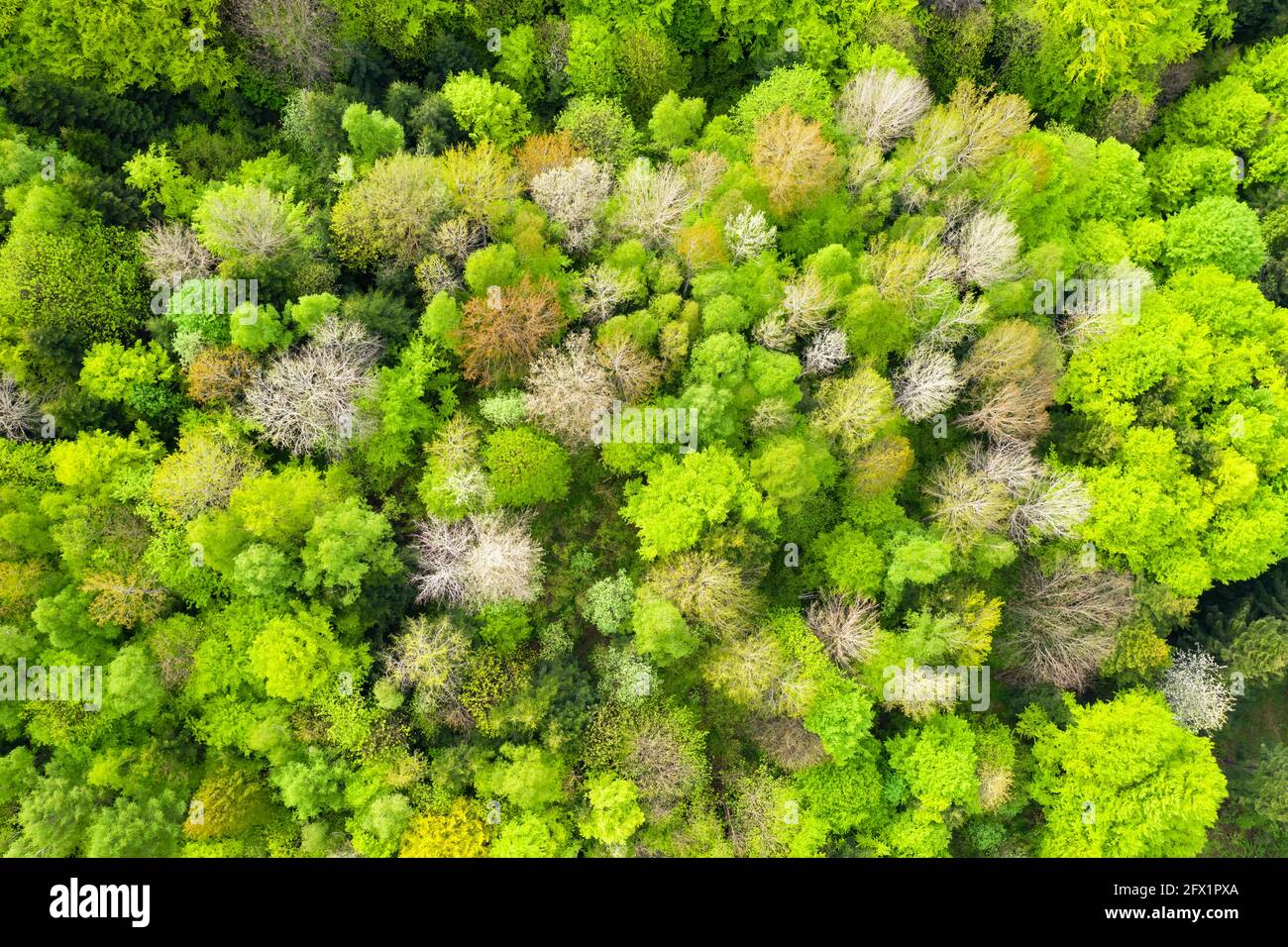 Luftdrohnen-Foto mit Blick auf den magischen Sommerwald im Frühling mit leuchtend grünen Blättern. Natur Hintergrund Stockfoto