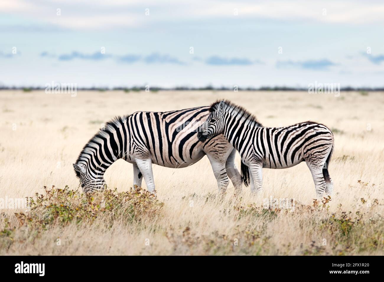 Afrikanische Ebenen Zebrafamilie auf der trockenen braunen Savanne Grasland Browsen und Weiden. Wildtierfotografie Stockfoto