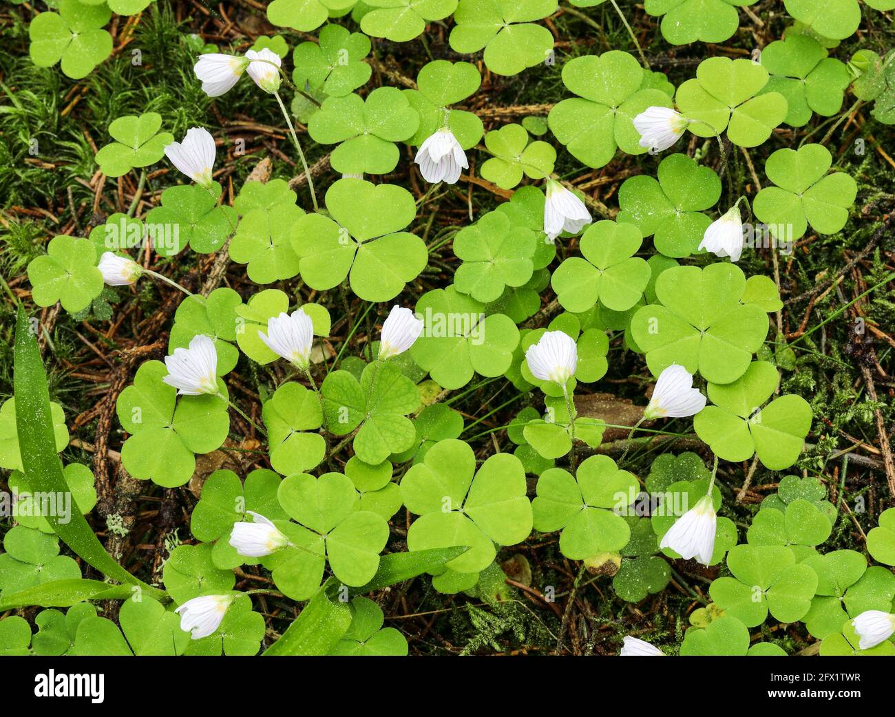 Sauerklee (Oxalis Acetosella) Stockfoto