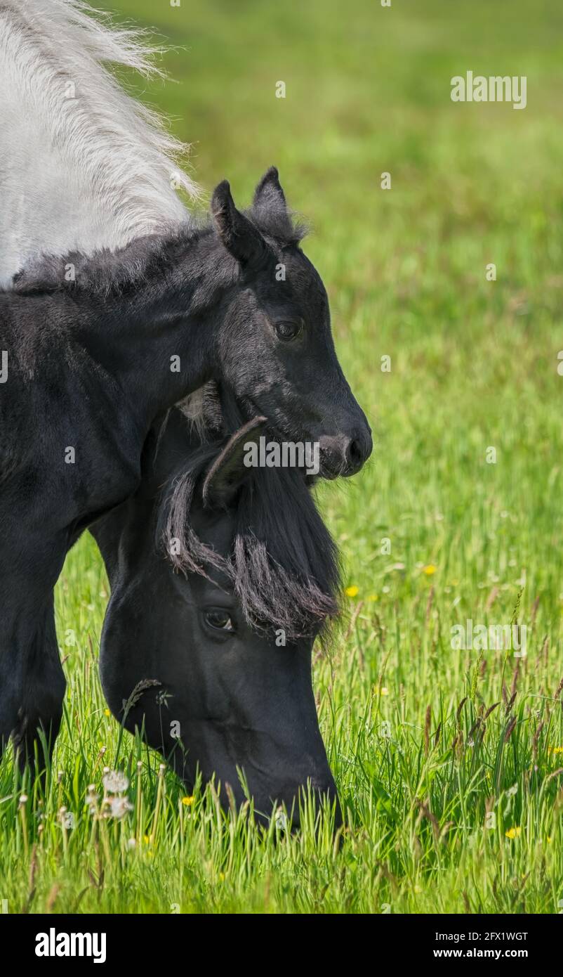 Ein süßes kleines Fohlen, das im Frühjahr mit seiner Mutter, einem deutschen schweren Warmblutpferd im Barockstil, auf einer grünen Graswiese kuschelt Stockfoto