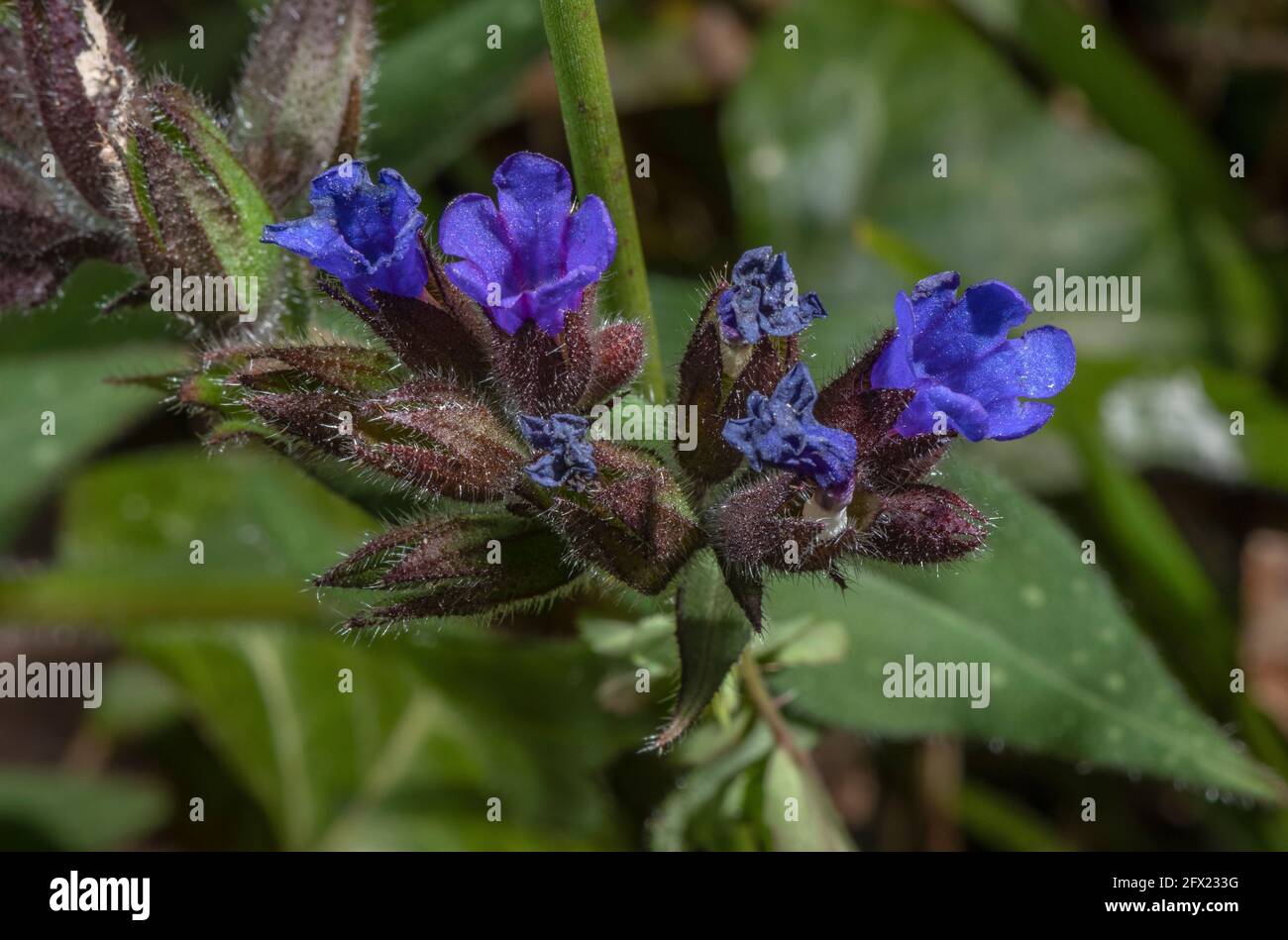 Schmalblättrige Lungenkraut, Pulmonaria longifolia, blühend im Wald im Frühjahr, Dorset. Seltene einheimische Pflanze. Stockfoto