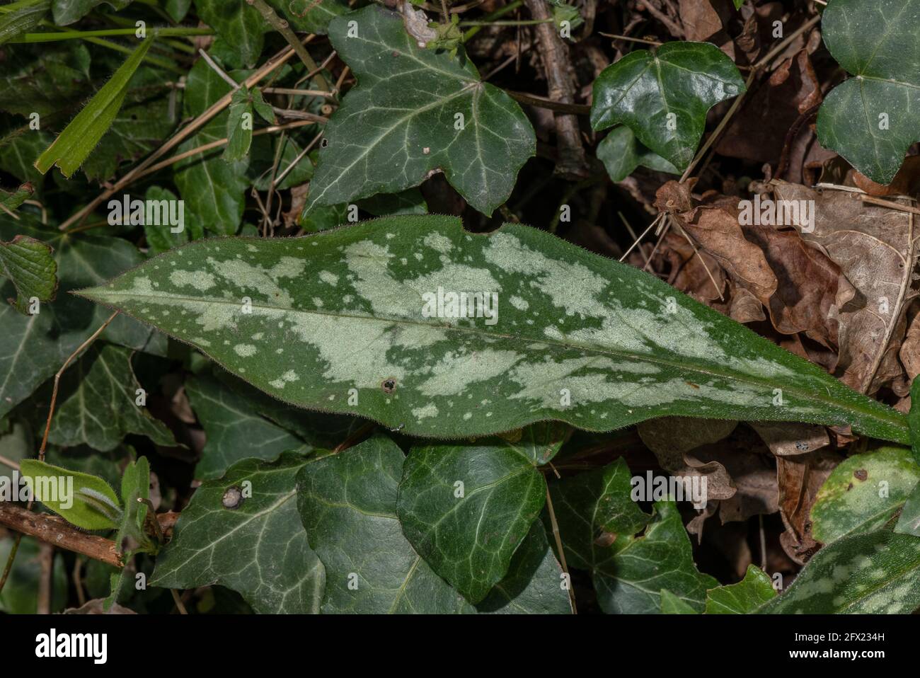 Schmalblättrige Lungenkraut, Pulmonaria longifolia, blühend im Wald im Frühjahr, Dorset. Seltene einheimische Pflanze. Stockfoto