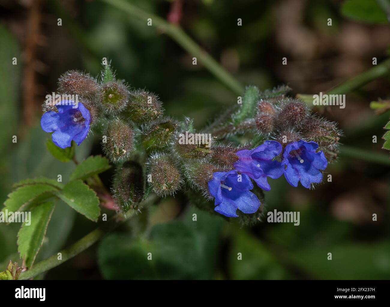 Schmalblättrige Lungenkraut, Pulmonaria longifolia, blühend im Wald im Frühjahr, Dorset. Seltene einheimische Pflanze. Stockfoto