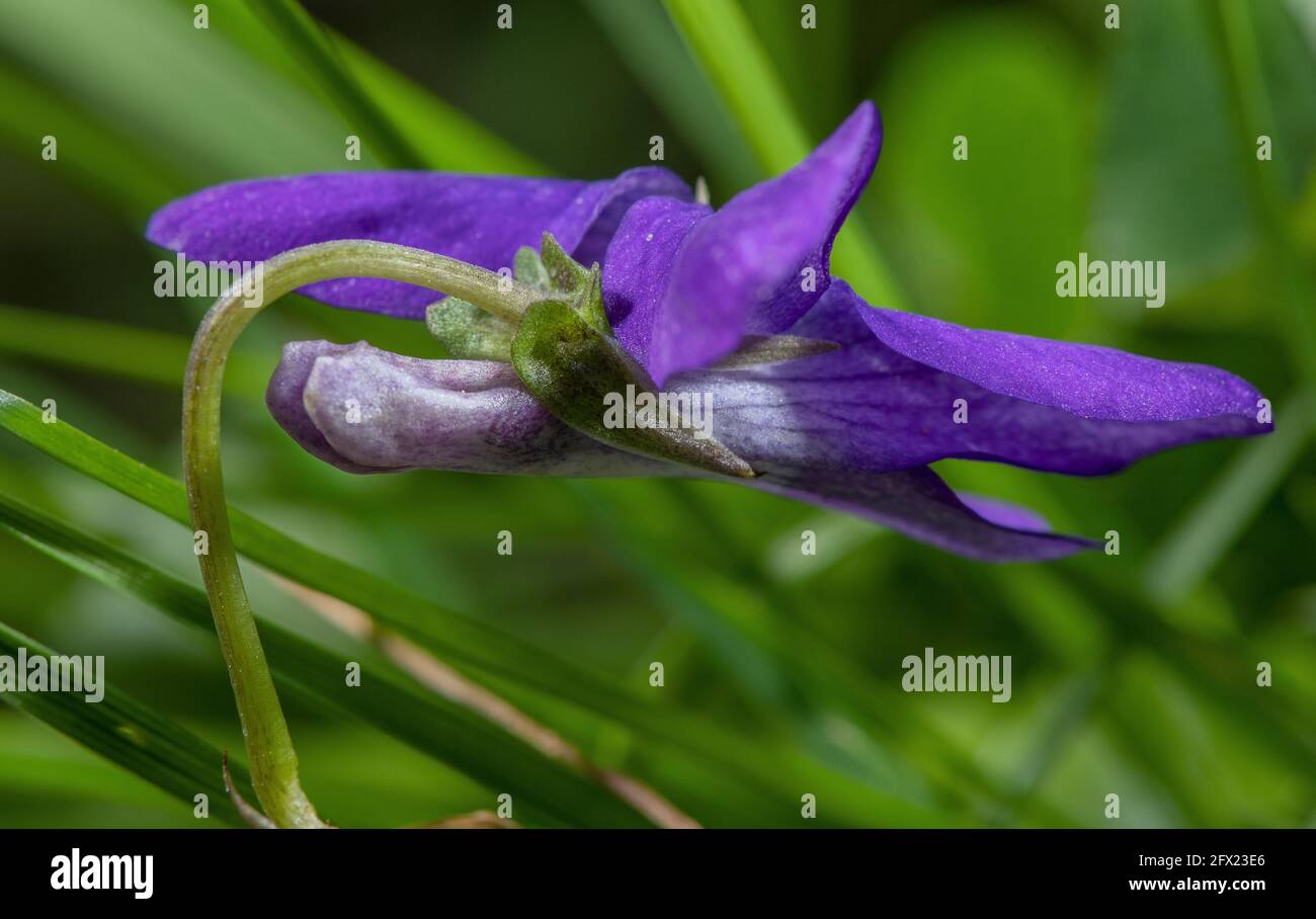 Gemeiner Hund-violett, Viola riviniana Blume in Nahaufnahme, zeigt Sporn. Stockfoto