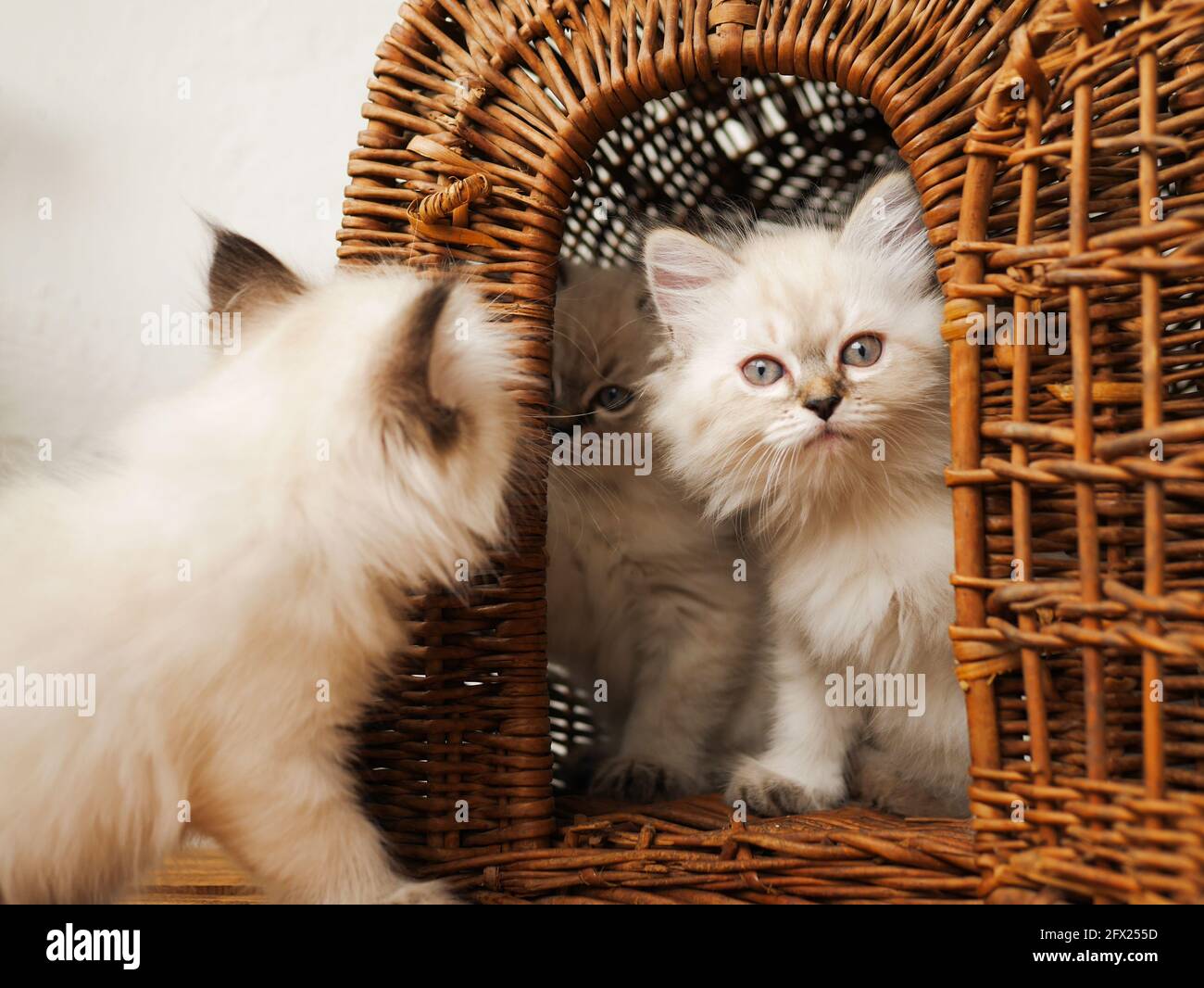 Weiße Kätzchen Neva maskieren an einem Weidenkorb auf weißem Hintergrund. Stockfoto