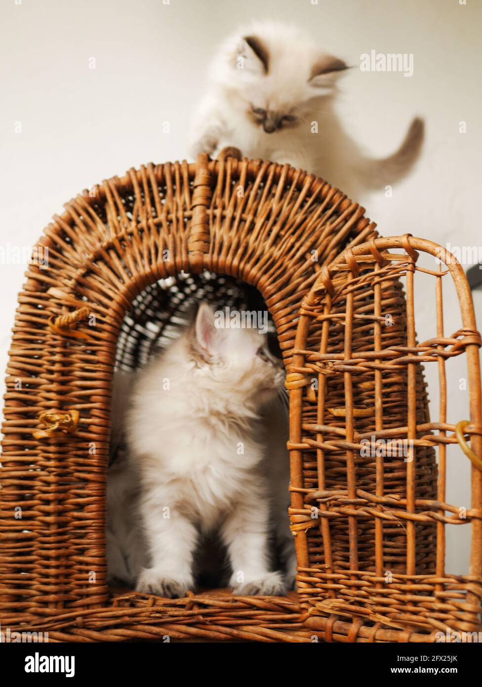 Weiße Kätzchen Neva maskieren an einem Weidenkorb auf weißem Hintergrund. Stockfoto