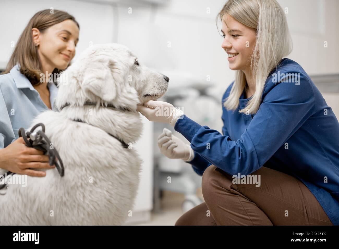 Glücklicher Tierarzt schaut auf den Hund, nachdem er eine Zecke aus der Nase und dem Besitzer hinter dem Hund entfernt hat. Stockfoto