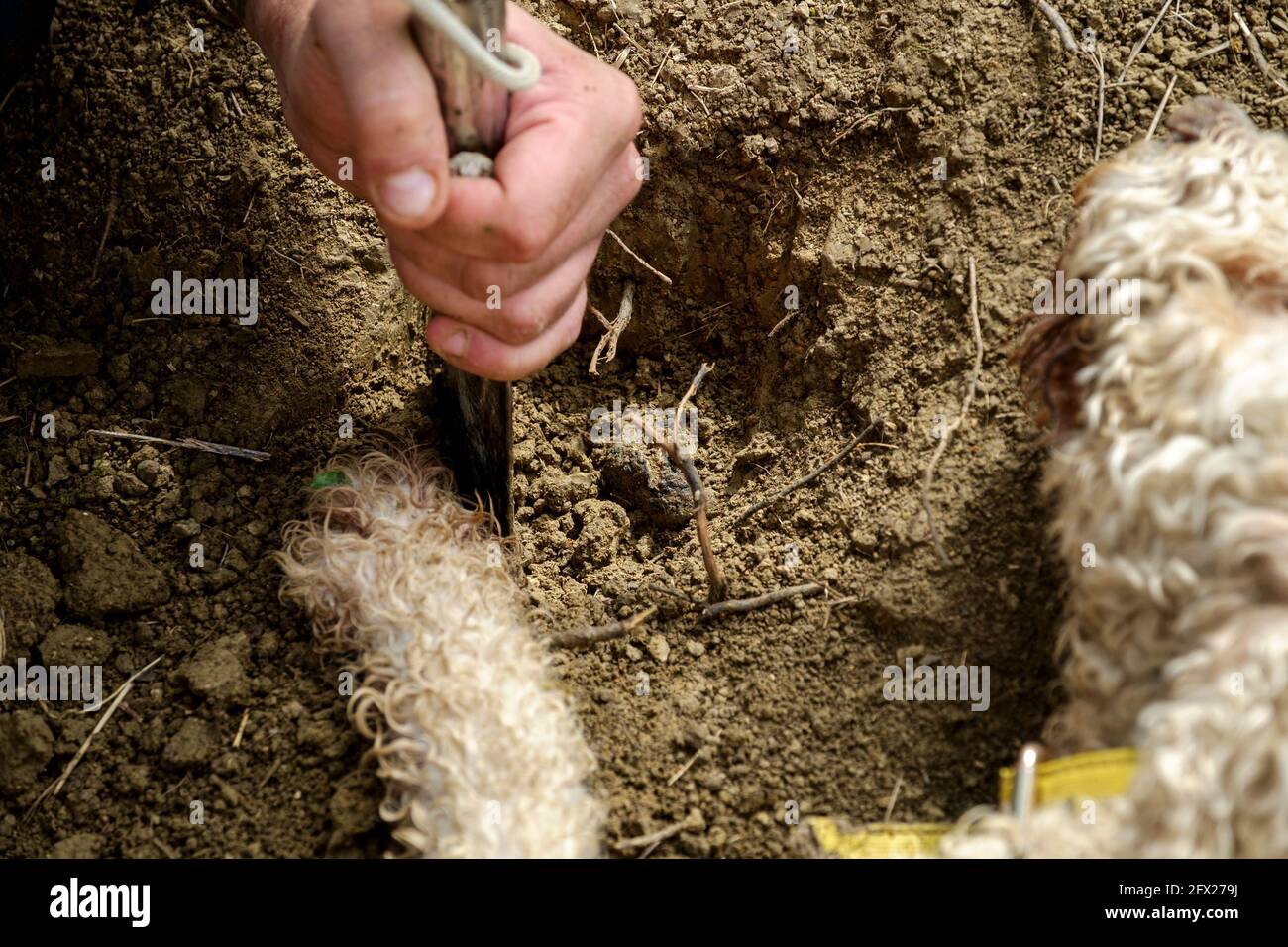 Ein Wasserhund, der speziell dafür ausgebildet wurde, Trüffel auszuschnüffeln, zeigt an Wo sie sind, indem sie kratzen und auf dem Boden liegen Für den Jäger, um sie auszugraben Stockfoto