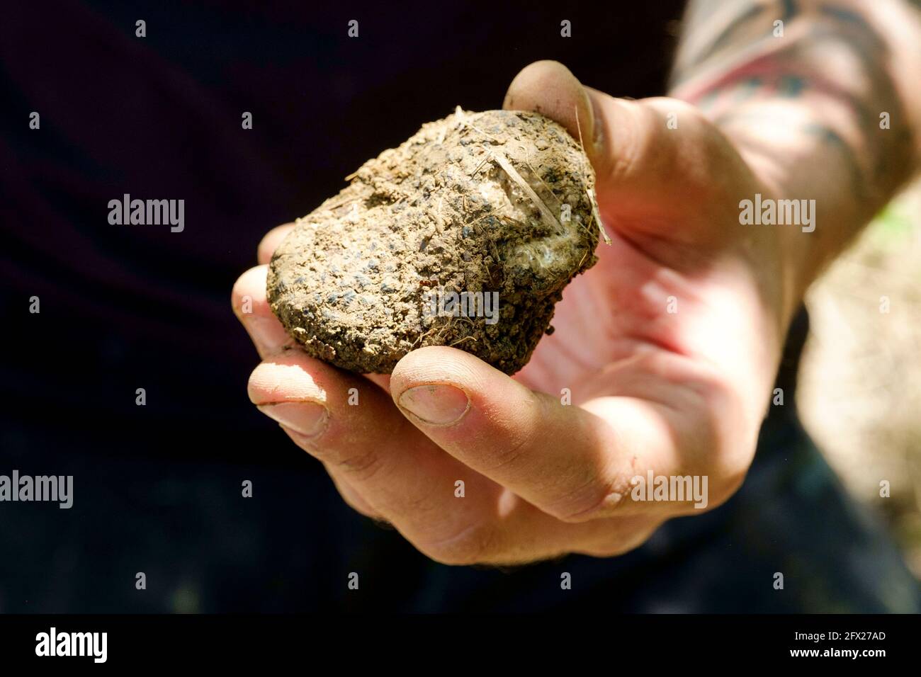 Eine Hand, die einen schwarzen Trüffel hält, der gerade von einem speziell ausgebildeten Wasserhund gefunden wurde, um Trüffel zu schnuppern. Stockfoto