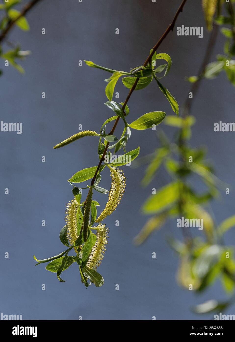 Riss Weide, Salix fragilis, blühendig, mit jungen Blättern. Feder. Stockfoto