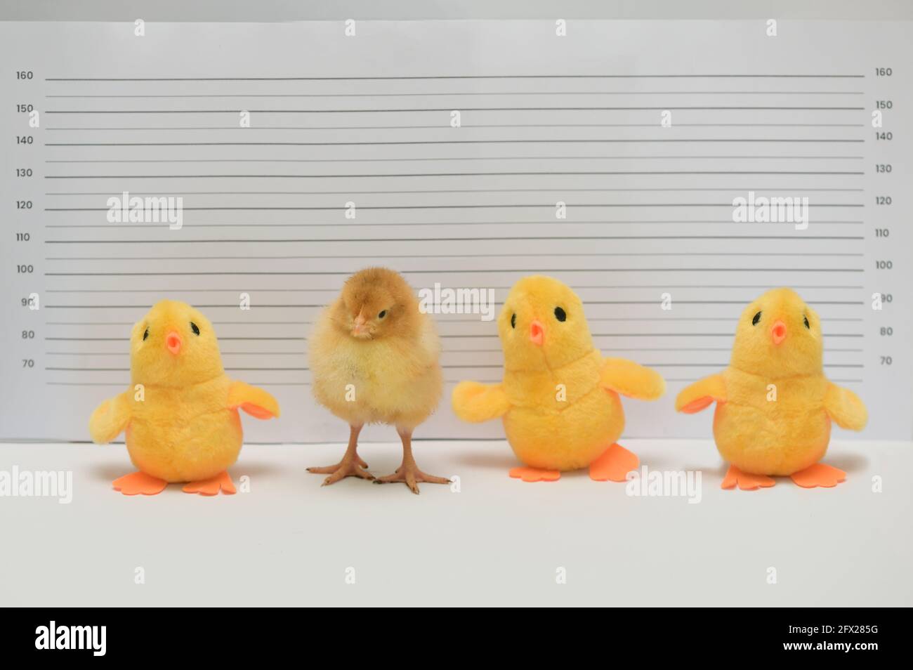 Konzeptionelle Real und Toy Chicken posiert für Becher Shot At Polizeiwache Stockfoto