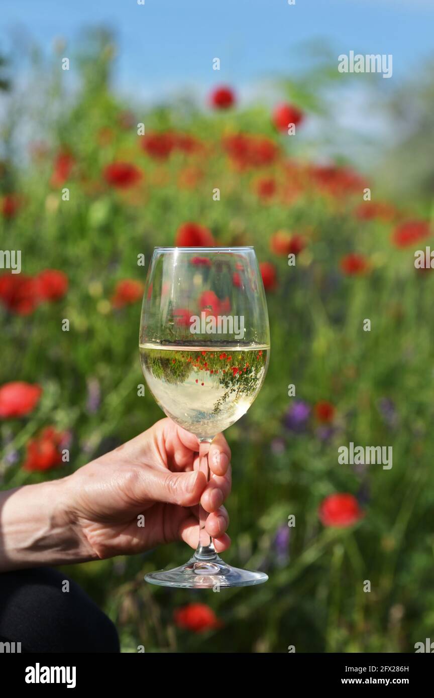 Nahaufnahme Glas Weißwein und Mohnblumen im Frühling Stockfoto