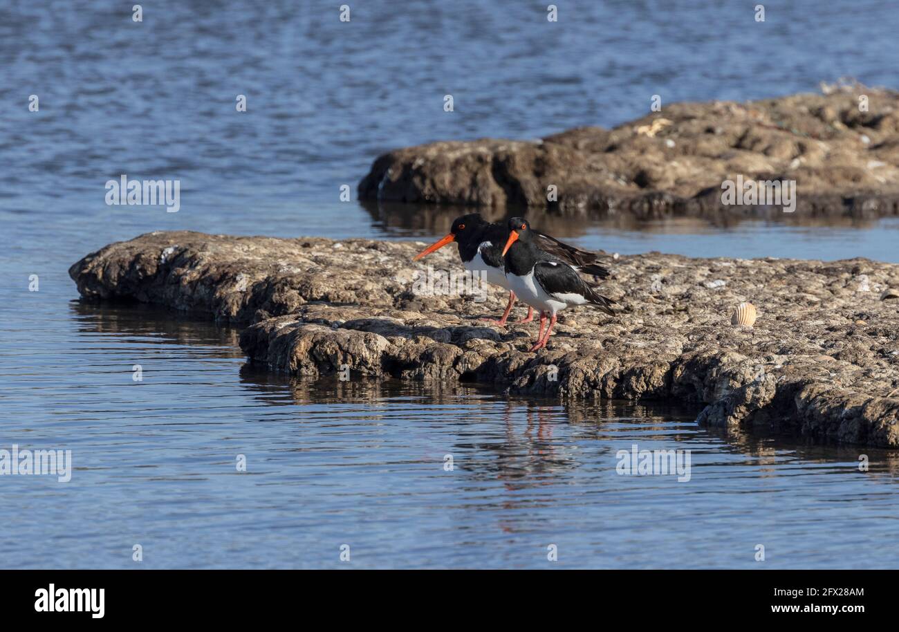 Paar Austernfischer, Haematopus ostralegus, in der Nähe der Brutstätte. Dorset. Stockfoto