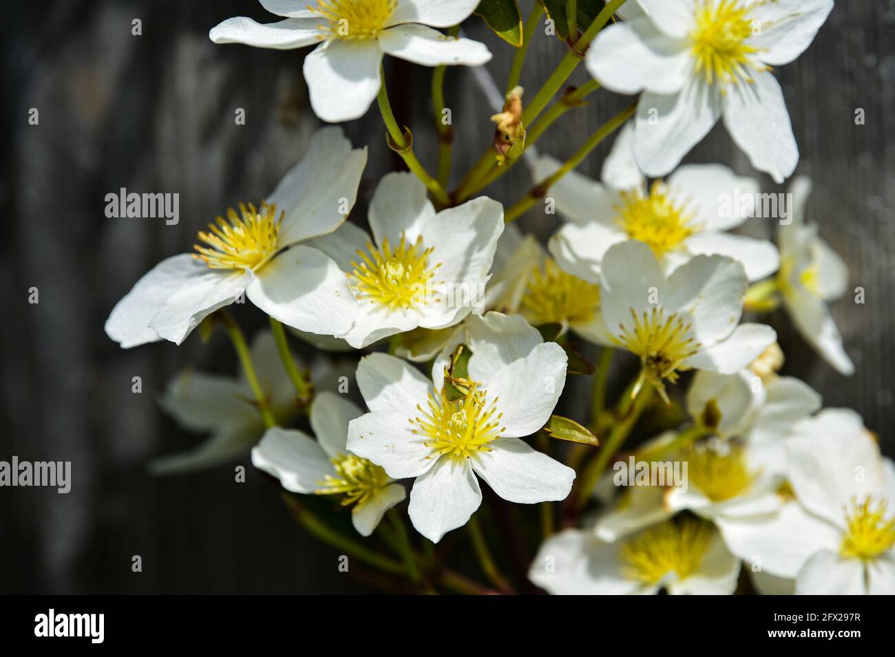 Clematis Avalanche cartmanii in Brighton Garten mit sonnigen Aspekt Stockfoto