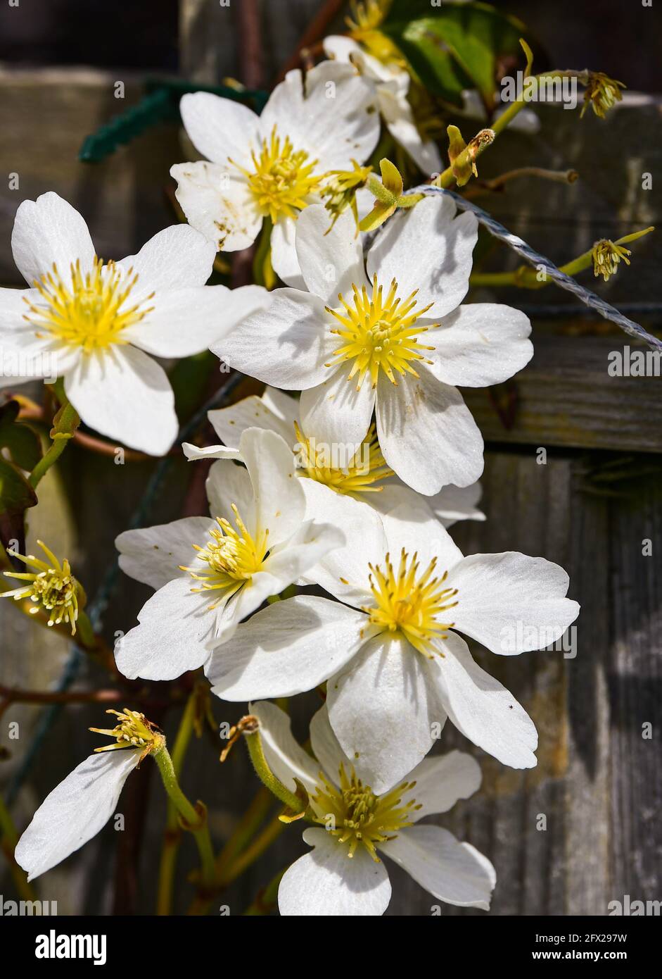 Clematis Avalanche cartmanii in Brighton Garten mit sonnigen Aspekt Stockfoto