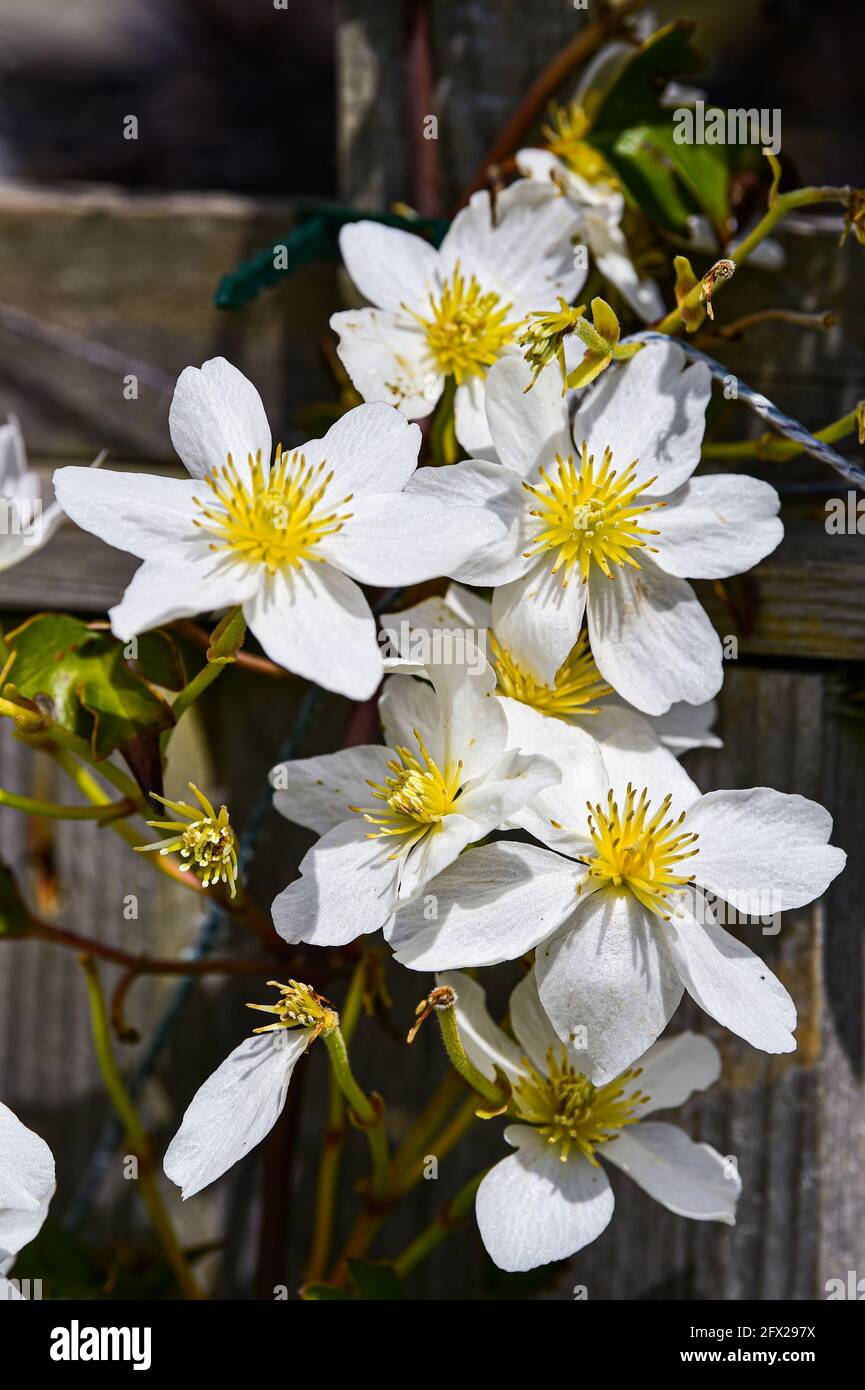 Clematis Avalanche cartmanii in Brighton Garten mit sonnigen Aspekt Stockfoto