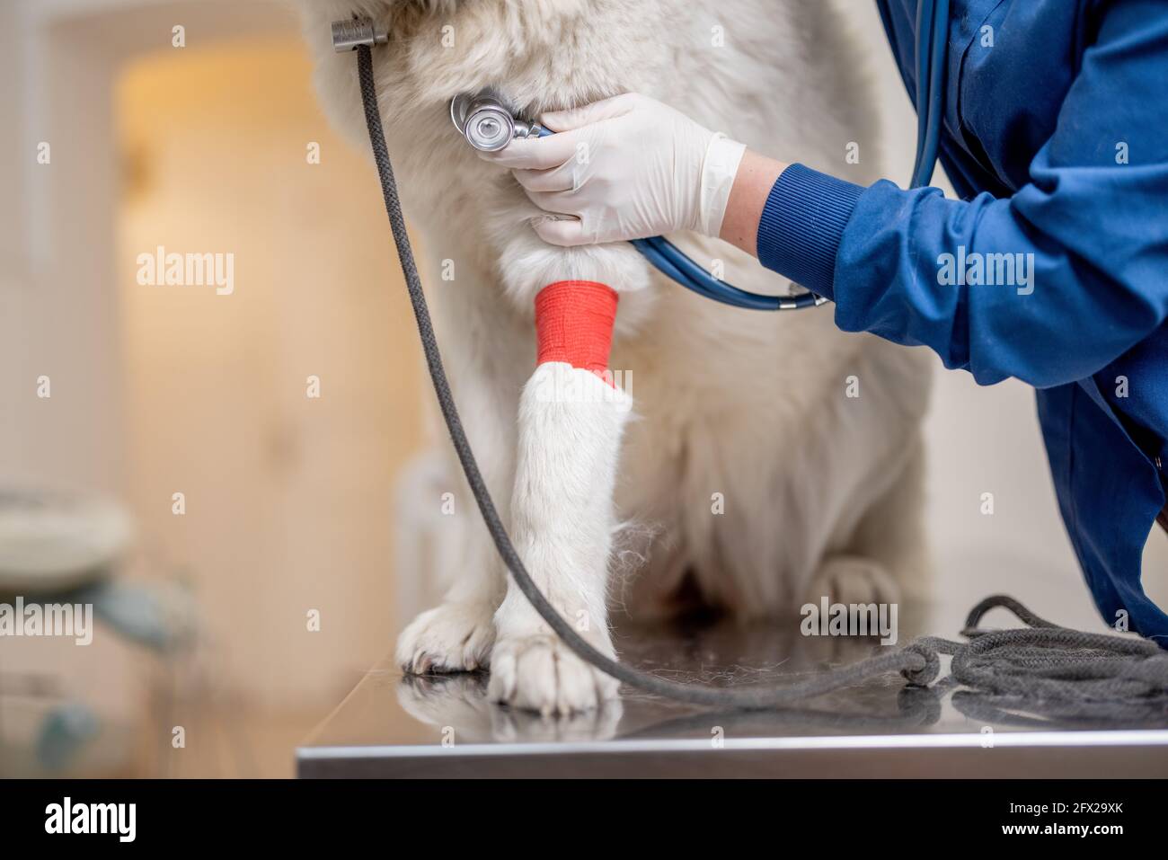 Tierarzt untersuchen kranken großen weißen Hund mit bandagen Pfote mit Stethoskop in der Tierarztklinik, während das Haustier am Untersuchungstisch sitzt. Tierpflege und Gesundheit. Tuch hoch. Stockfoto