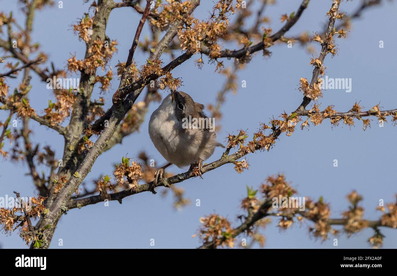 Gewöhnlicher Weißdorn, Sylvia communis, der sich im Frühjahr zwischen Schlehdornblüten ernährt. Stockfoto