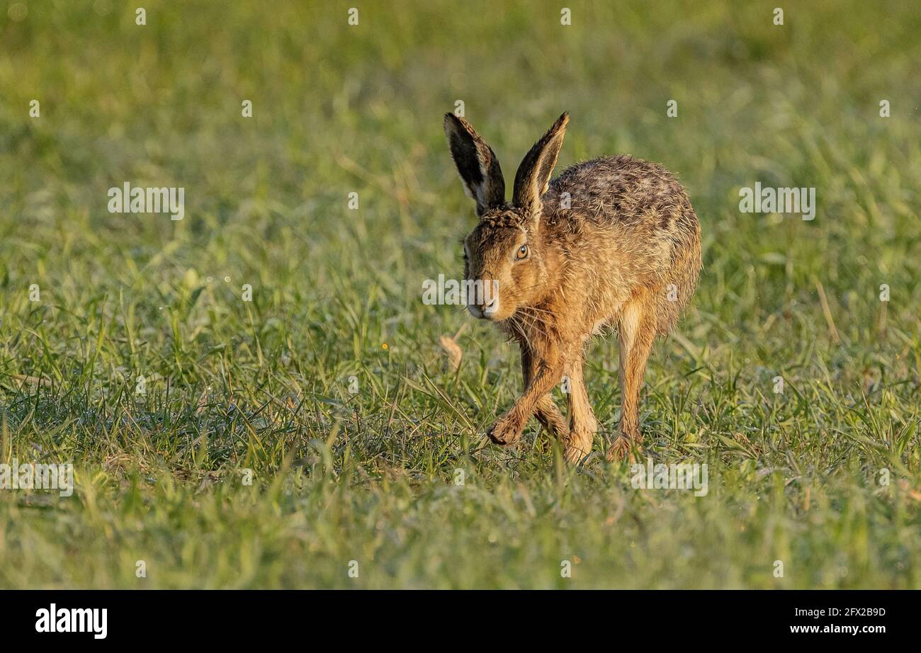 Europäischer Hase, Lepus europaeus, im Frühjahr auf der Weide. Dorset. Stockfoto