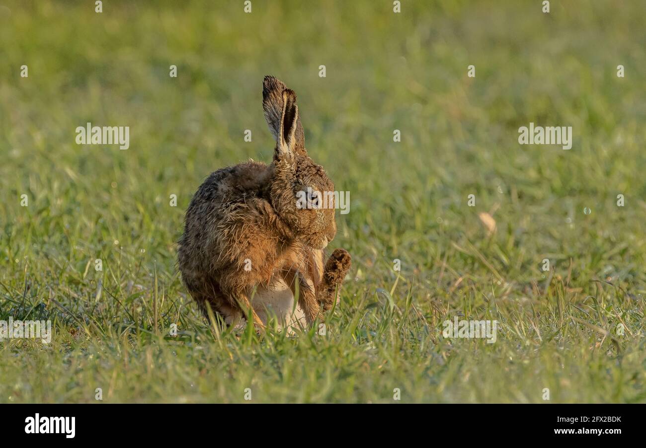 Europäischer Hase, Lepus europaeus, im Frühjahr auf der Weide. Dorset. Stockfoto
