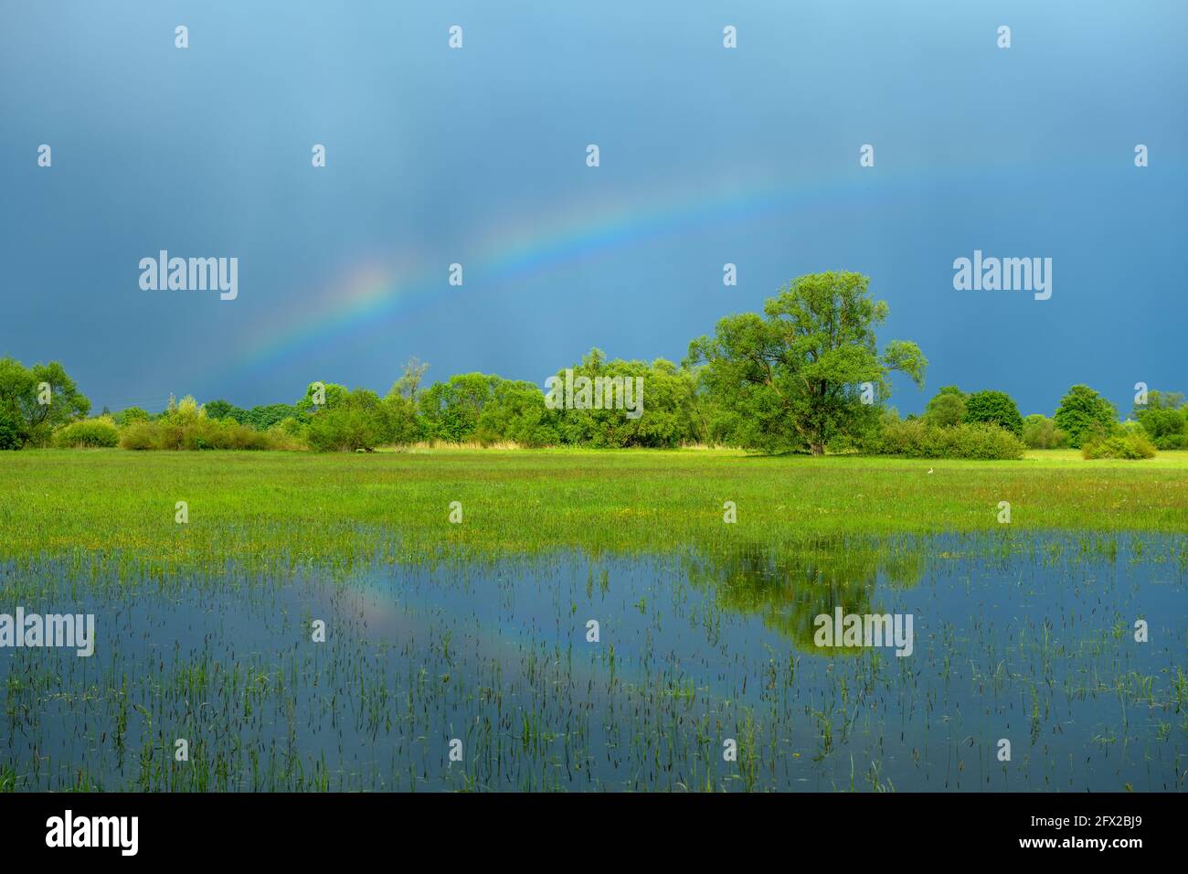 Regenbogen über einer überfluteten Wiese bei regnerischem Wetter im Frühjahr. Frankreich, Elsass. Stockfoto