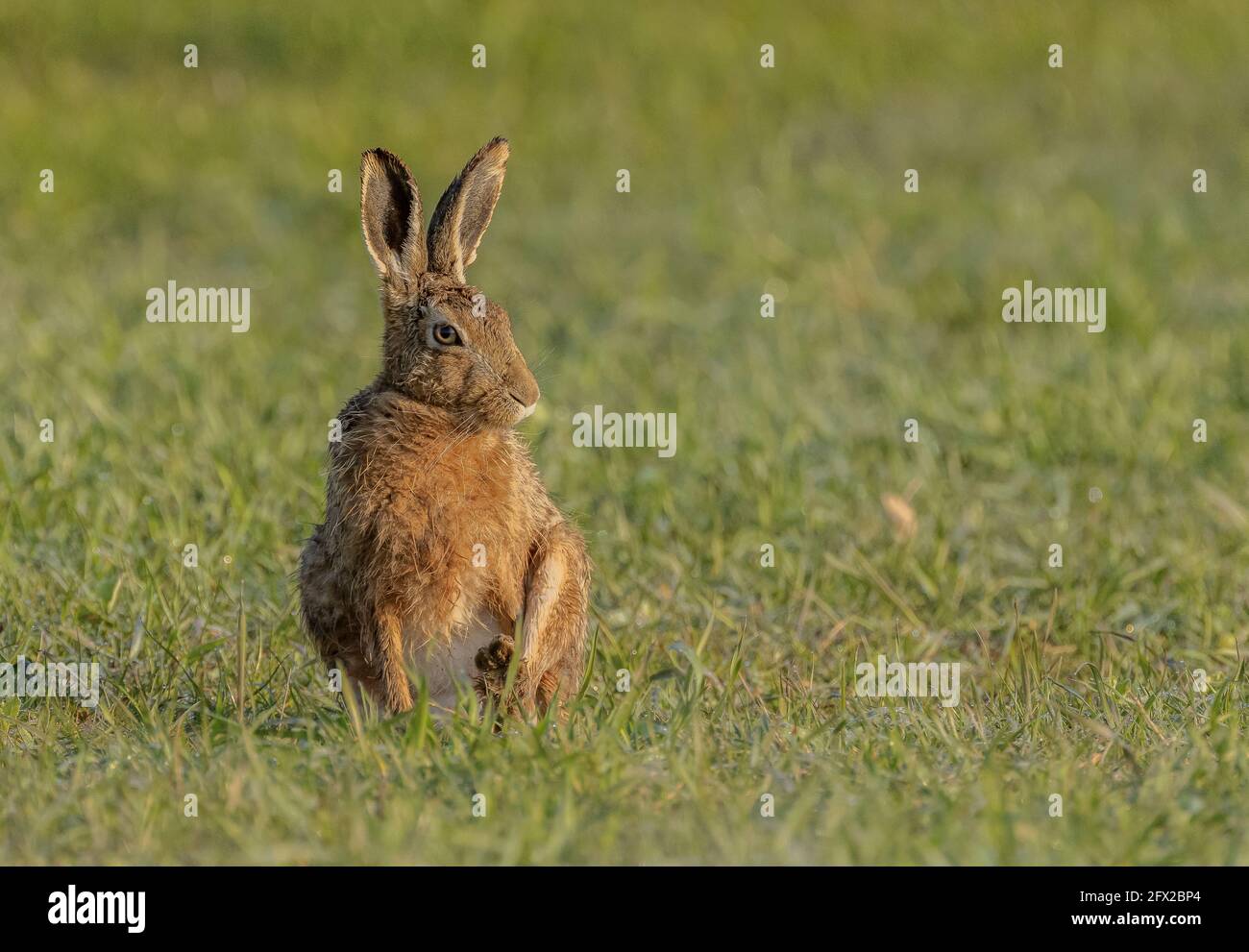 Europäischer Hase, Lepus europaeus, im Frühjahr auf der Weide. Dorset. Stockfoto