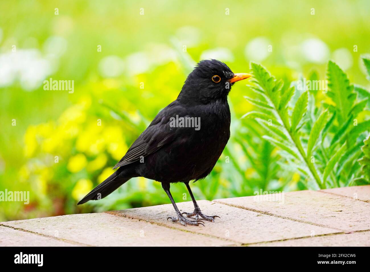 Blackbird auf der Terrasse im Garten in Nahaufnahme. Vogel mit schwarzem Gefieder und orangefarbenem Schnabel. Turdus merula. Stockfoto