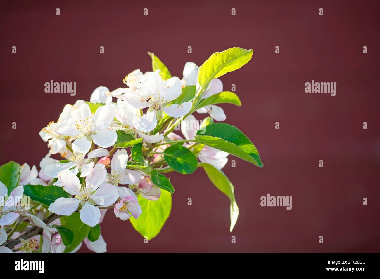 Frische Blüten eines Apfelbaums. Apfelblüte in Nahaufnahme mit dunklem Hintergrund. Stockfoto