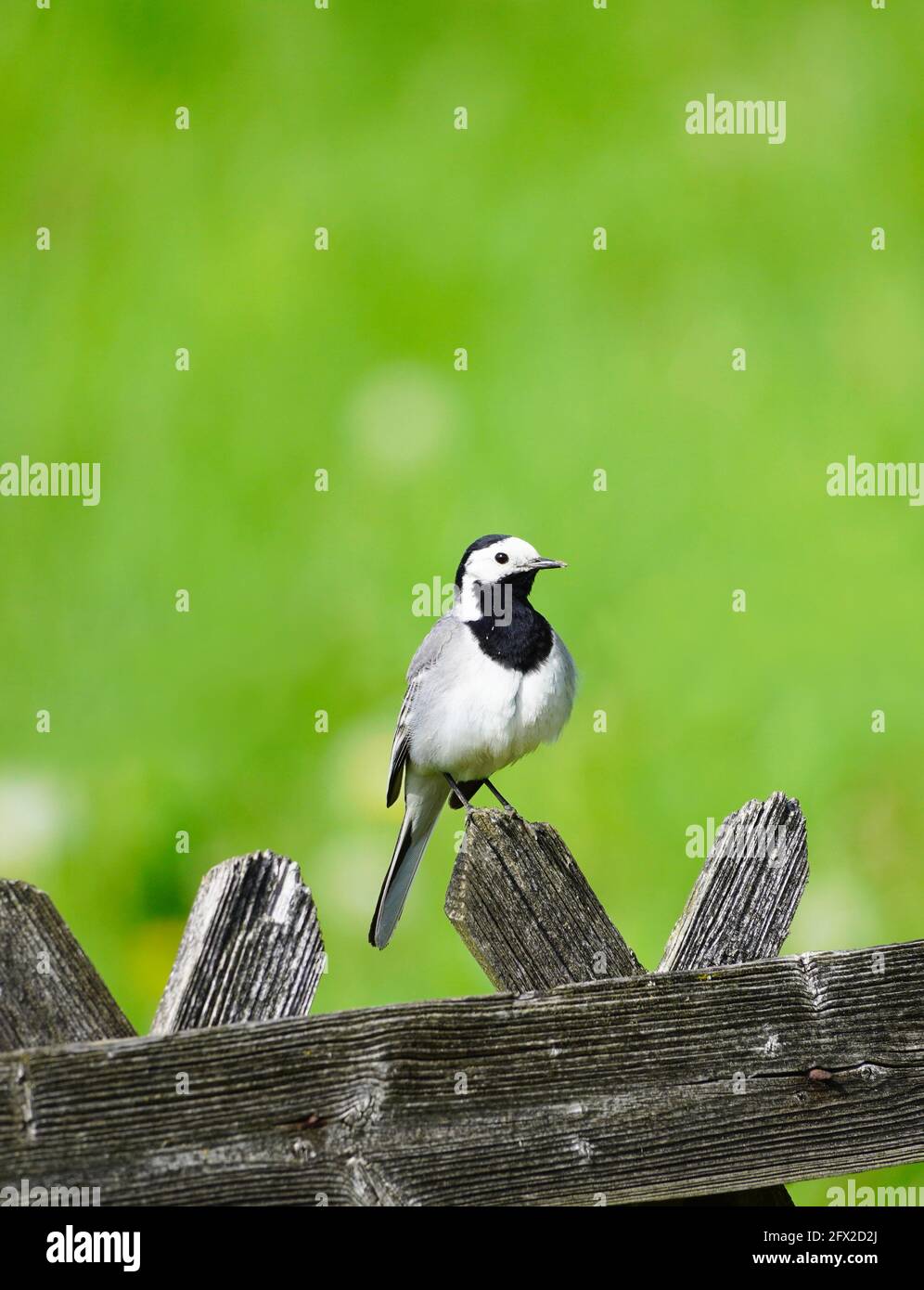Nahaufnahme einer Bachstelze, motacilla alba. Vogel auf einem Holzzaun mit grüner Wiese im Hintergrund. Singvögel mit schwarzem, grauem und weißem Gefieder Stockfoto