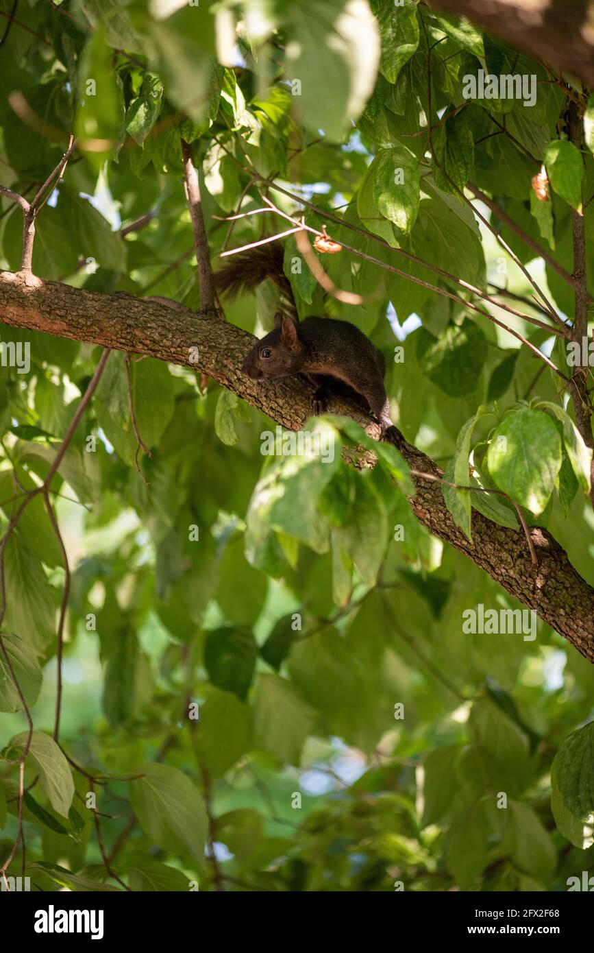 Porträt eines Ostgrauen Eichhörnchen (Sciurus carolinensis) in einem Baum. Schwarze Phase. Stockfoto