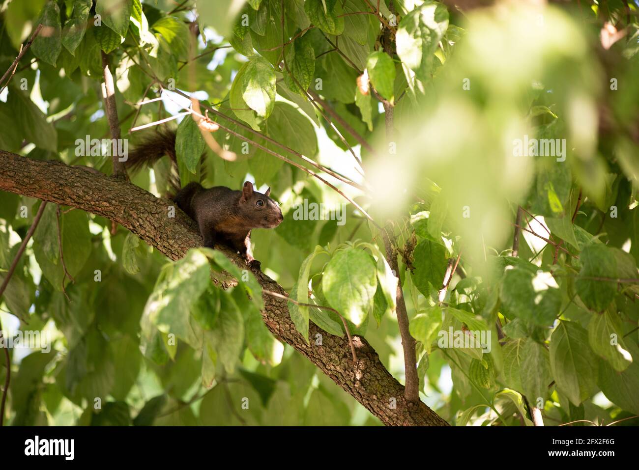 Porträt eines Ostgrauen Eichhörnchen (Sciurus carolinensis) in einem Baum. Schwarze Phase. Stockfoto