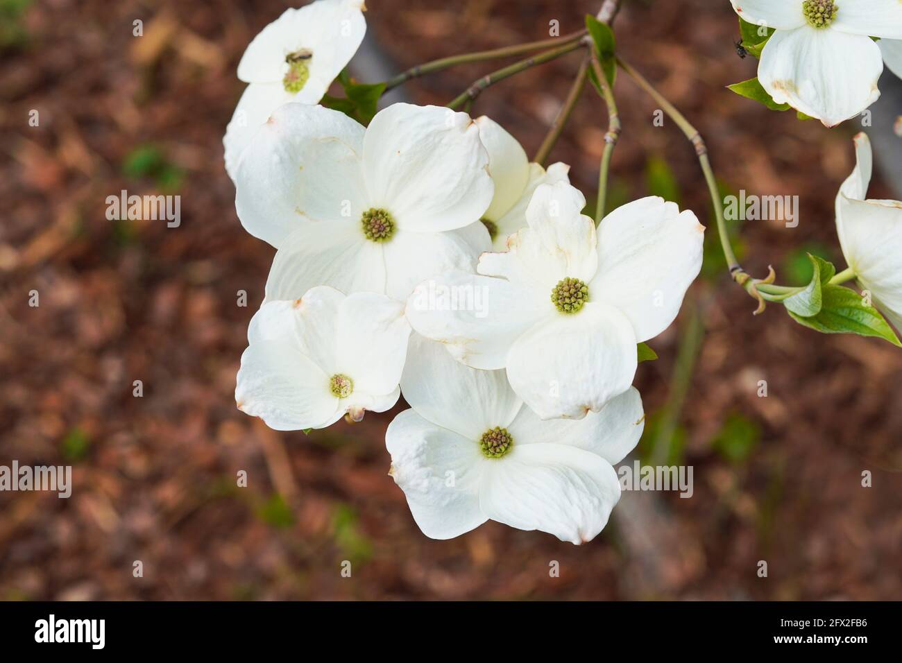Weiße Dogwood-Blüten in Nahaufnahme mit braunem Hintergrund Stockfoto