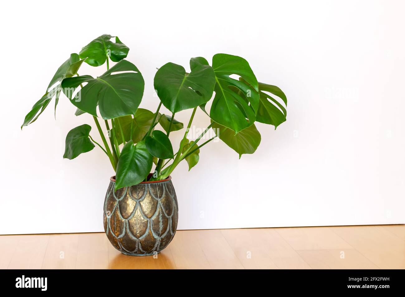 Monstera deliciosa tropische Pflanze, eingetopft in einem wunderschnen  Blumentopf auf dem weien Wandhintergrund. Home exotische Pflanzen  Pflegekonzept Stockfotografie - Alamy