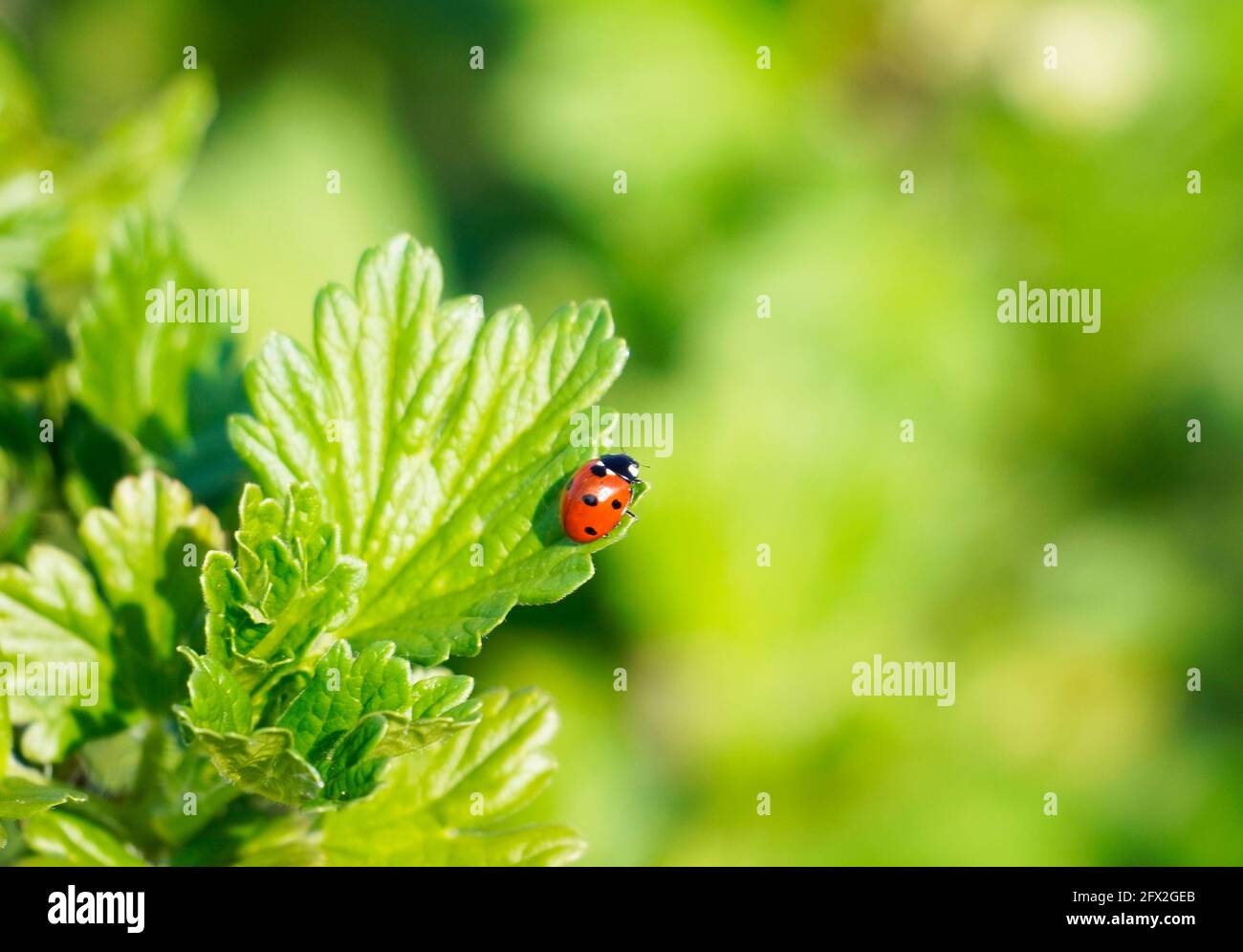 Kleiner roter Marienkäfer auf einem grünen Johannisbeerblatt. Grüner natürlicher Hintergrund. Nahaufnahme eines Insekts. Roter Käfer mit Punkten. Stockfoto