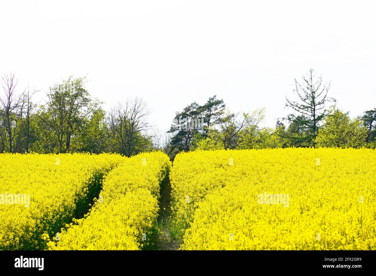 Landschaft mit einem Rapsfeld. Ein Feld von gelben Blüten. Landwirtschaftliche Ernte in der Blütezeit. Stockfoto