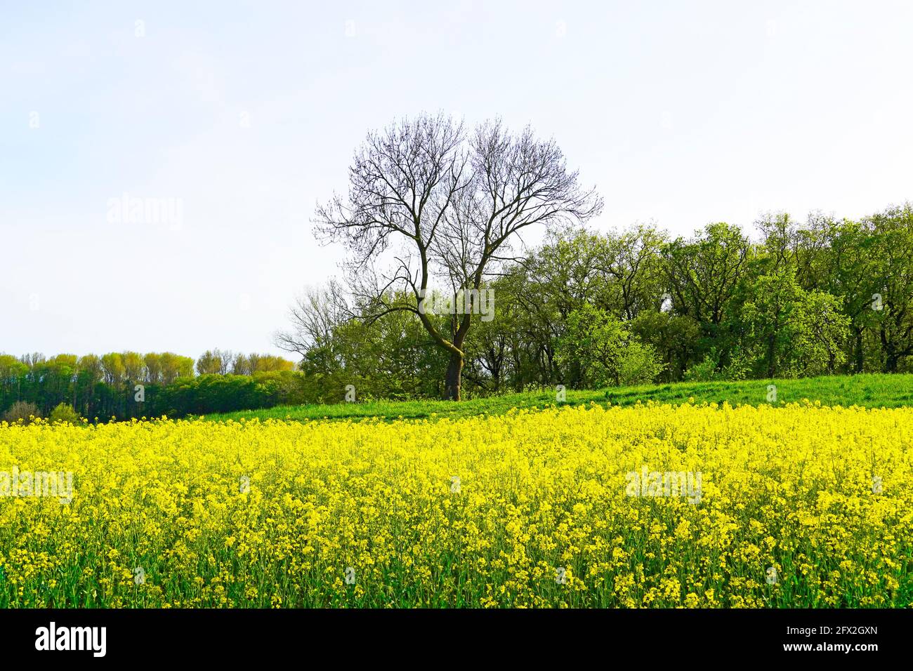 Landschaft mit einem Rapsfeld. Ein Feld von gelben Blüten. Landwirtschaftliche Ernte in der Blütezeit. Stockfoto