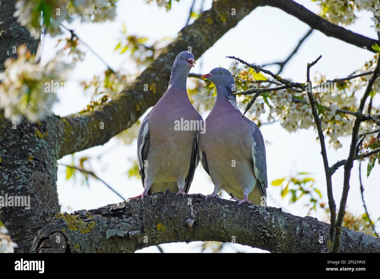 Auf einem Ast im Kirschbaum sitzen zwei Turteltauben. Columba palumbus. Vögel mit grauem Gefieder. Europäischer Vogel. Stockfoto