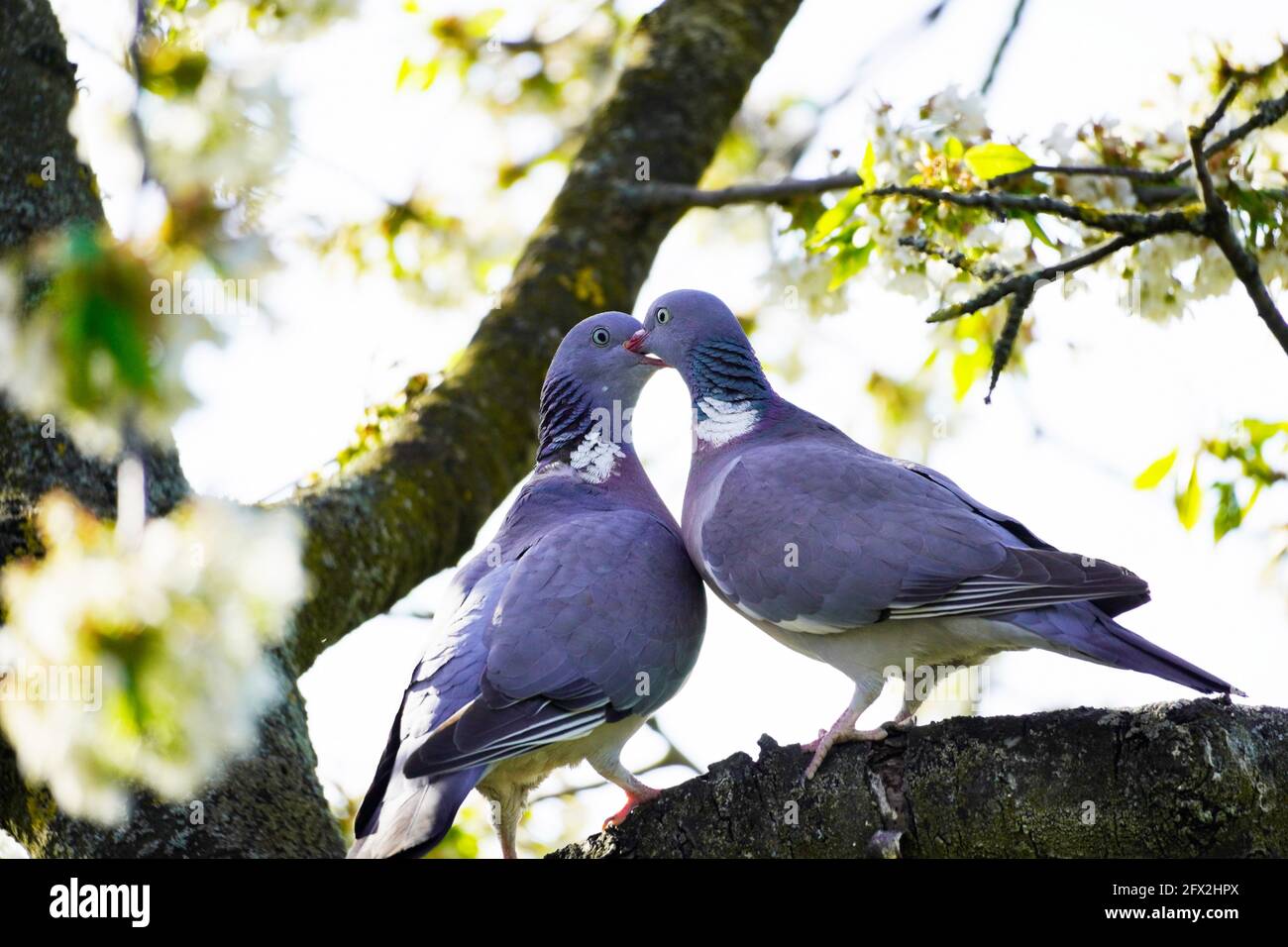 Auf einem Ast im Kirschbaum sitzen zwei Turteltauben. Columba palumbus. Vögel mit grauem Gefieder. Europäischer Vogel. Stockfoto