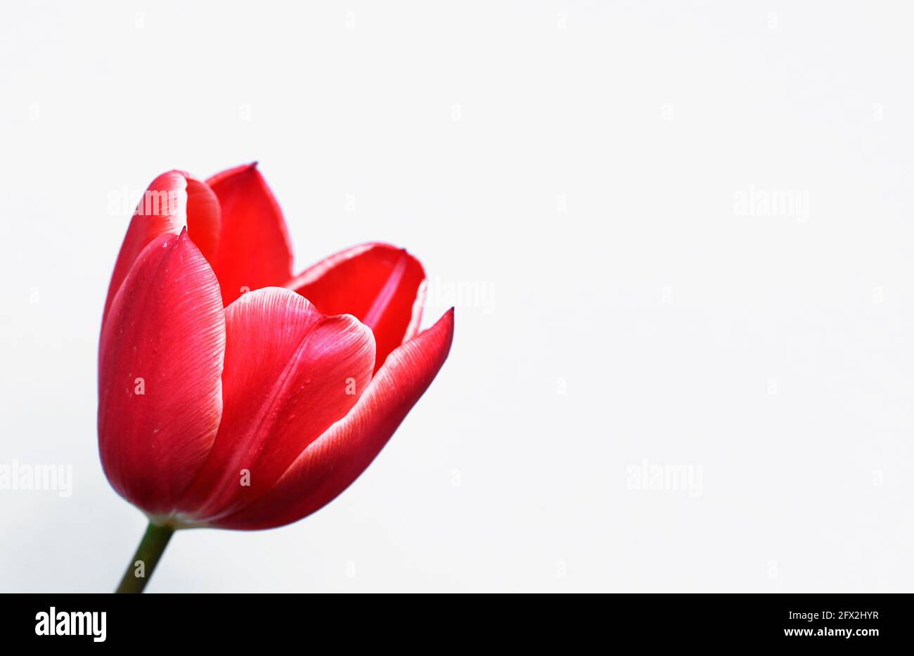 Rote Tulpe in Nahaufnahme. Heller Hintergrund mit roter Blume im Vordergrund. Frühlingsblumen. Stockfoto
