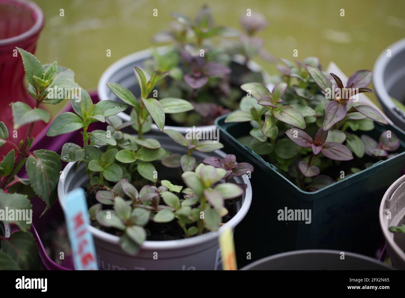 Garden & Horticulture - Blick auf mehrere Topfkeimlinge warten Auszudünnen und zu verpflanzen Stockfoto