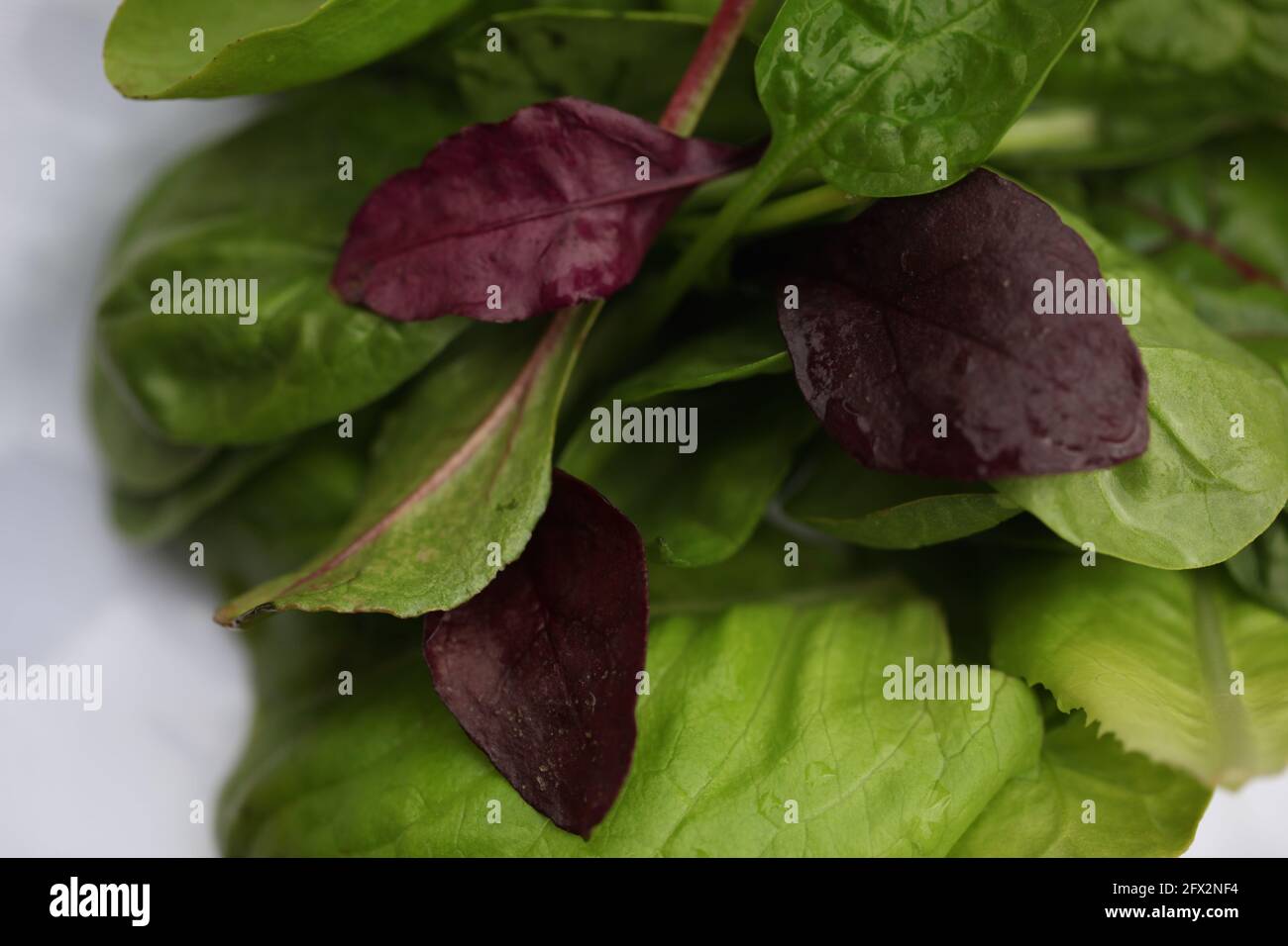 Nahaufnahme von farbenfrohen, frischen Salatblättern (Red Chard, Spinat, Butterkopfsalat) Stockfoto